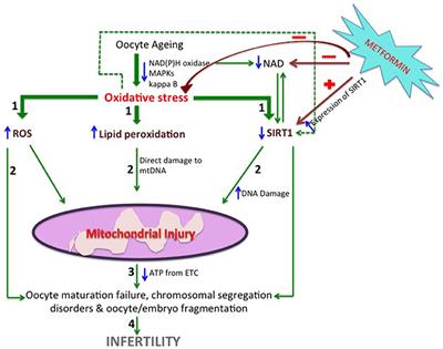 Metformin, Oxidative Stress, and Infertility: A Way Forward